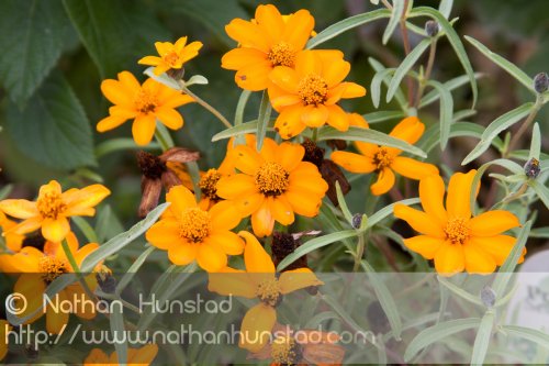 Flower_2008-10-05_IMG_2214